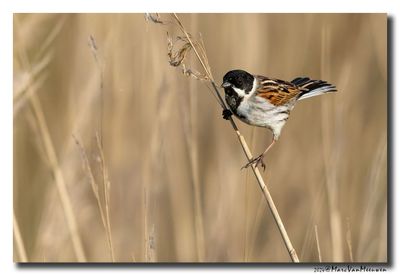Rietgors - Reed Bunting