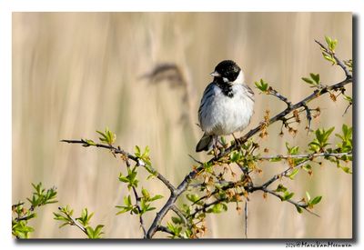 Rietgors - Reed Bunting 