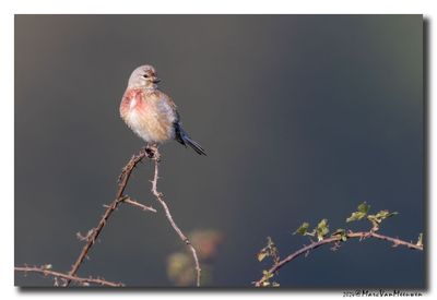 Kneu - Linnet