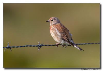 Kneu - Linnet
