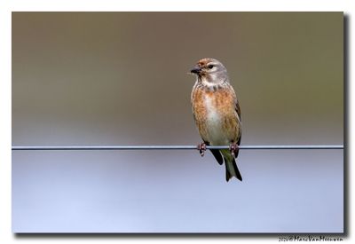 Kneu - Linnet