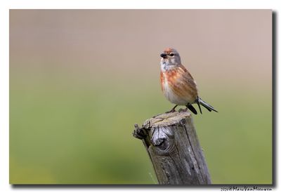 Kneu - Linnet