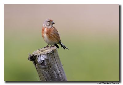 Kneu - Linnet