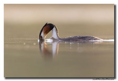 Fuut - Great Crested Grebe 