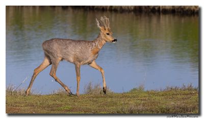 Ree - Roe deer