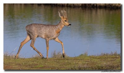 Ree - Roe Deer 