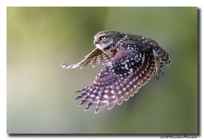 Steenuil - Little Owl