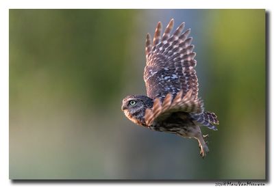 Steenuil - Little Owl