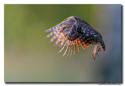 Steenuil - Little Owl