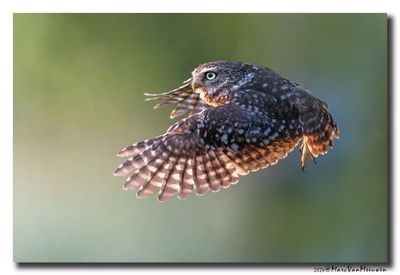 Steenuil - Little Owl
