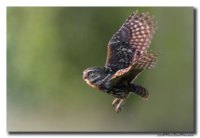 Steenuil - Little Owl