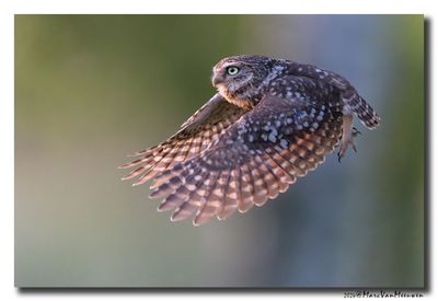 Steenuil - Little Owl