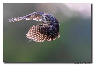 Steenuil - Little Owl