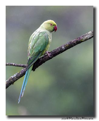 Halsbandparkiet - Rose-ringed Parakeet