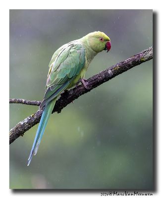 Halsbandparkiet - Rose-ringed Parakeet
