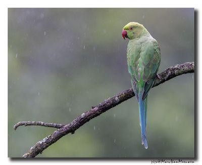 Halsbandparkiet - Rose-ringed Parakeet