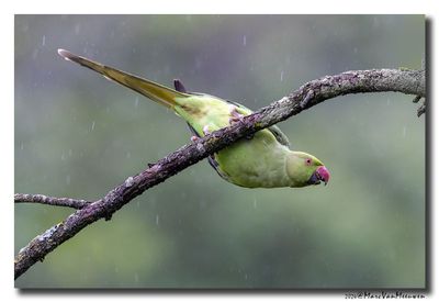 Halsbandparkiet - Rose-ringed Parakeet