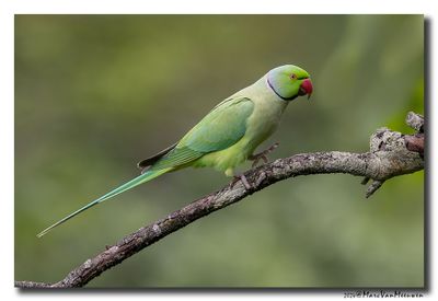 Halsbandparkiet - Rose-ringed Parakeet