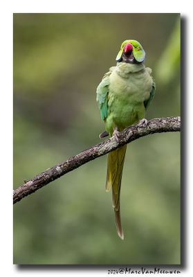 Halsbandparkiet - Rose-ringed Parakeet