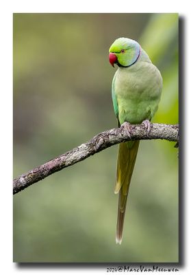Halsbandparkiet - Rose-ringed Parakeet