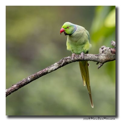 Halsbandparkiet - Rose-ringed Parakeet