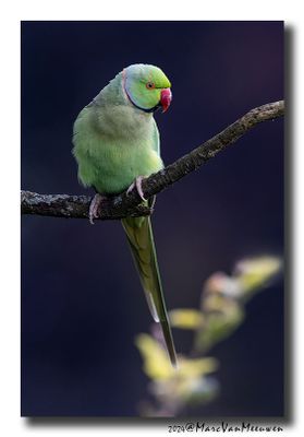 Halsbandparkiet - Rose-ringed Parakeet