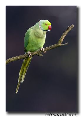 Halsbandparkiet - Rose-ringed Parakeet