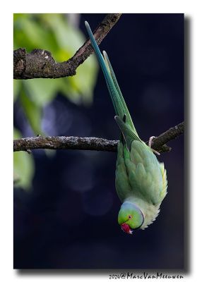 Halsbandparkiet - Rose-ringed Parakeet