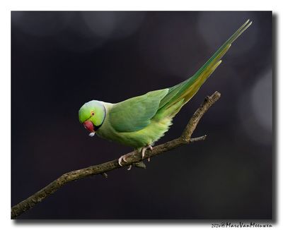 Halsbandparkiet - Rose-ringed Parakeet