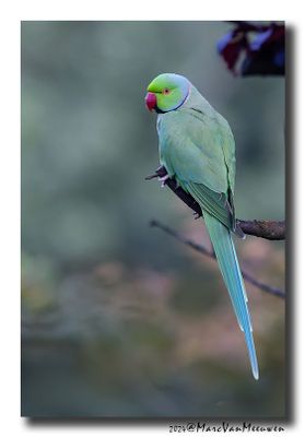 Halsbandparkiet - Rose-ringed Parakeet
