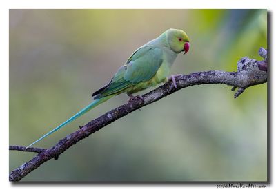 Halsbandparkiet - Rose-ringed Parakeet