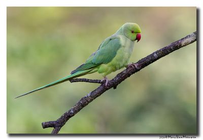 Halsbandparkiet - Rose-ringed Parakeet