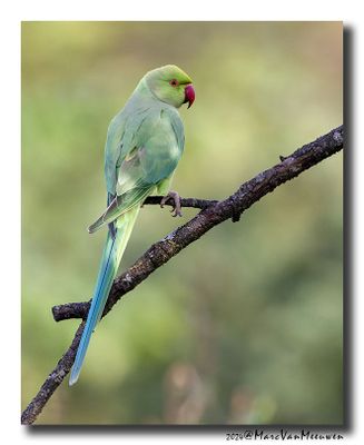 Halsbandparkiet - Rose-ringed Parakeet