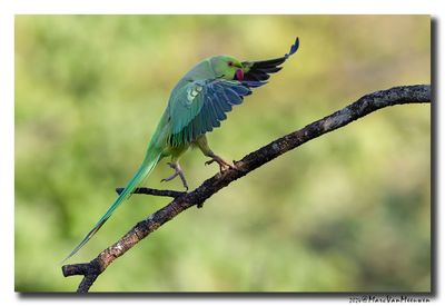Halsbandparkiet - Rose-ringed Parakeet