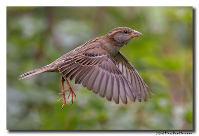 Huismus - House Sparrow
