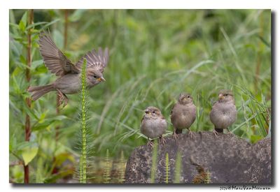 Huismus - House Sparrow