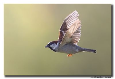Huismus - House Sparrow