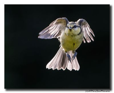 Pimpelmees - Blue Tit