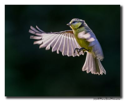 Pimpelmees - Blue Tit
