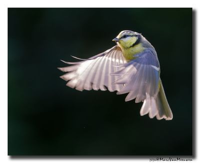 Pimpelmees - Blue Tit