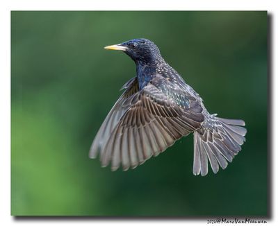 Spreeuw - Starling