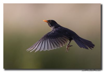 Merel - Blackbird