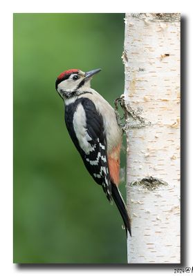 Grote Bonte Specht - Great Spotted Woodpecker