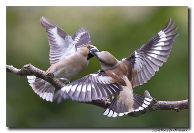Appelvink - Hawfinch