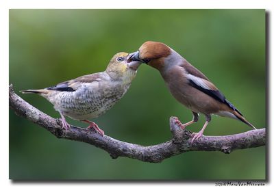 Appelvink - Hawfinch