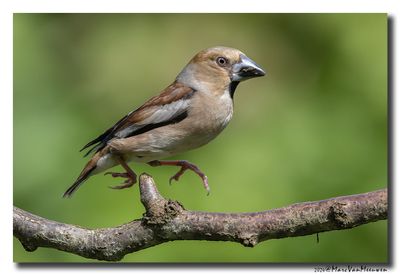 Appelvink - Hawfinch