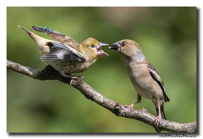 Appelvink - Hawfinch
