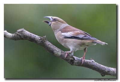 Appelvink - Hawfinch