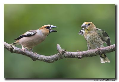 Appelvink - Hawfinch