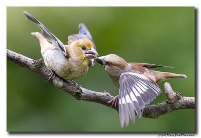 Appelvink - Hawfinch
